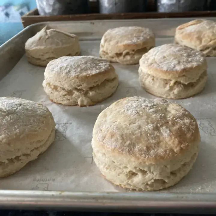 Easy Baking Powder Biscuits Recipe